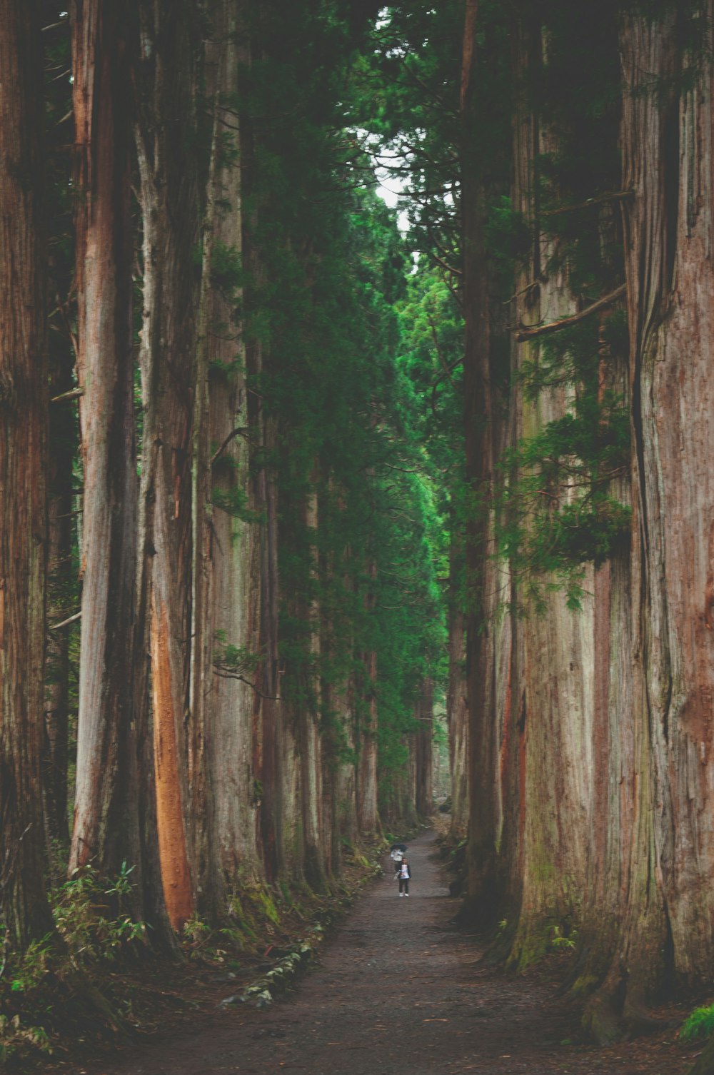 person in black jacket and black pants walking on pathway between trees during daytime