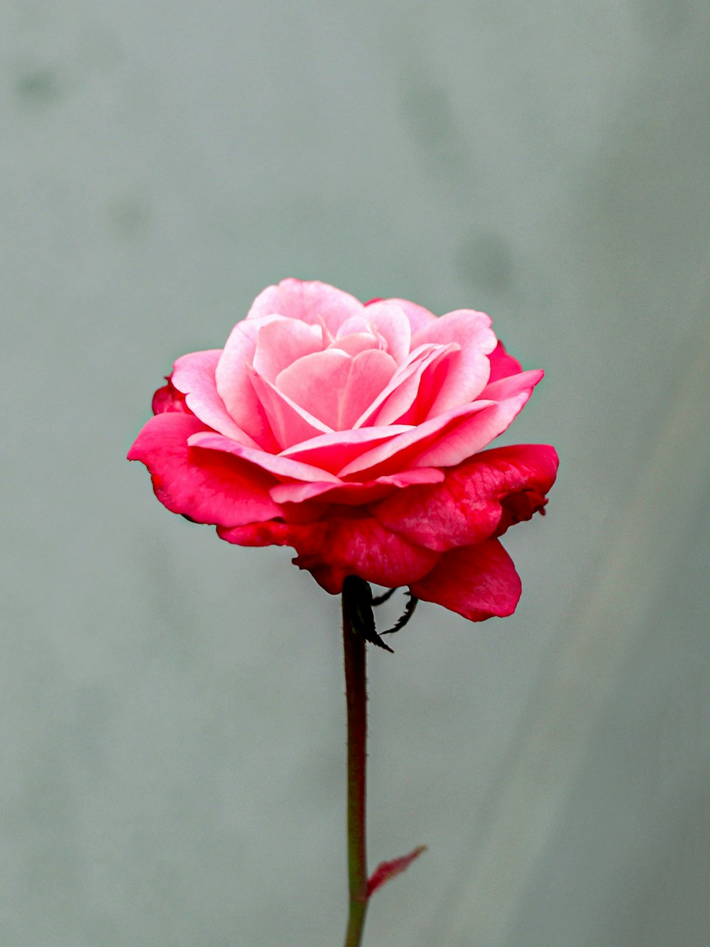 pink rose in bloom in close up photography