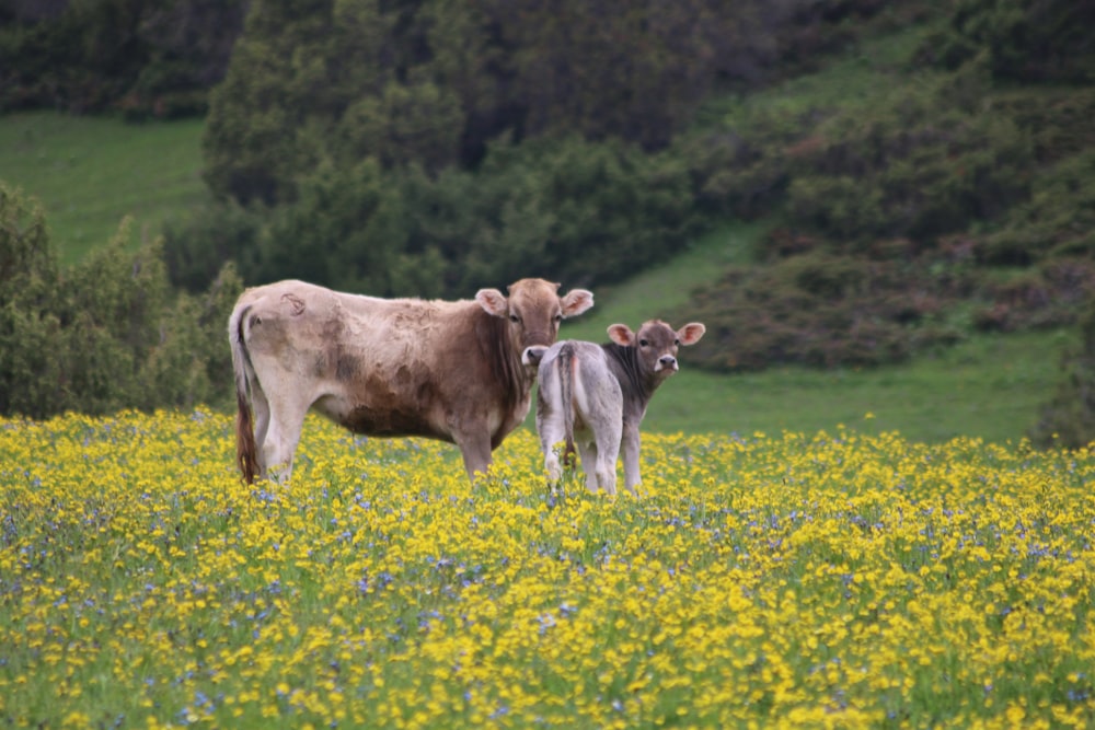 昼間の黄色い花畑に茶色と白の牛