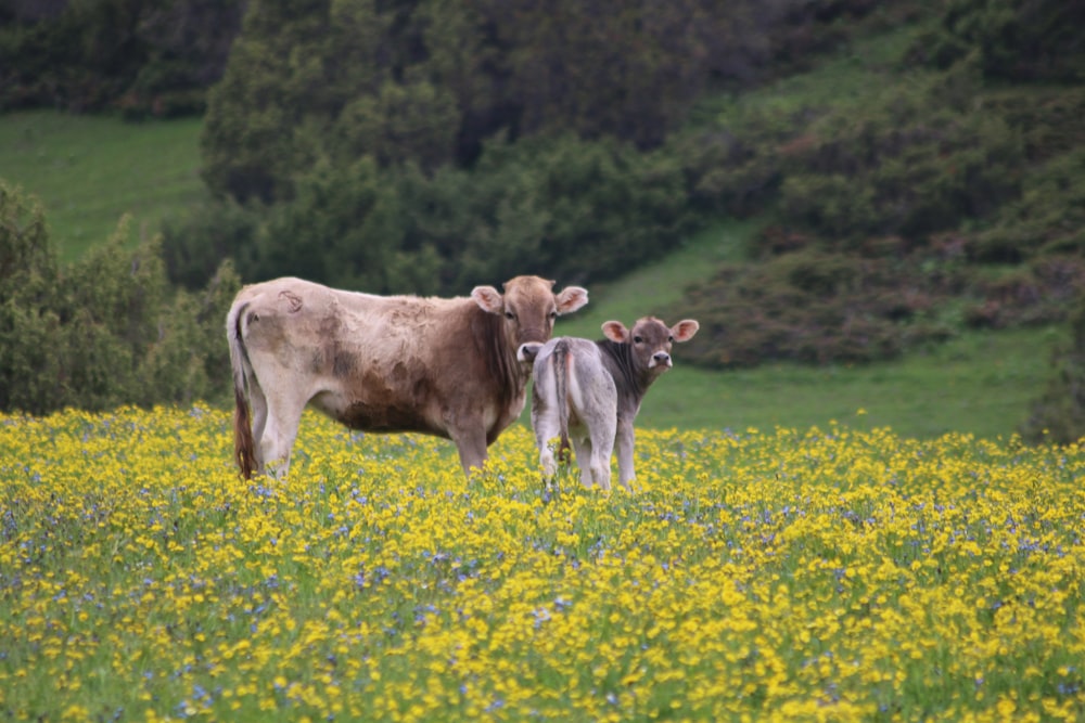 Vaca marrón y blanca en campo de flores amarillas durante el día