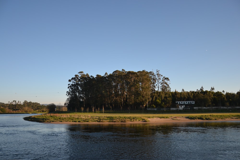 green trees near body of water during daytime