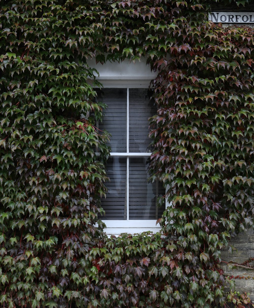 green and brown plant on window