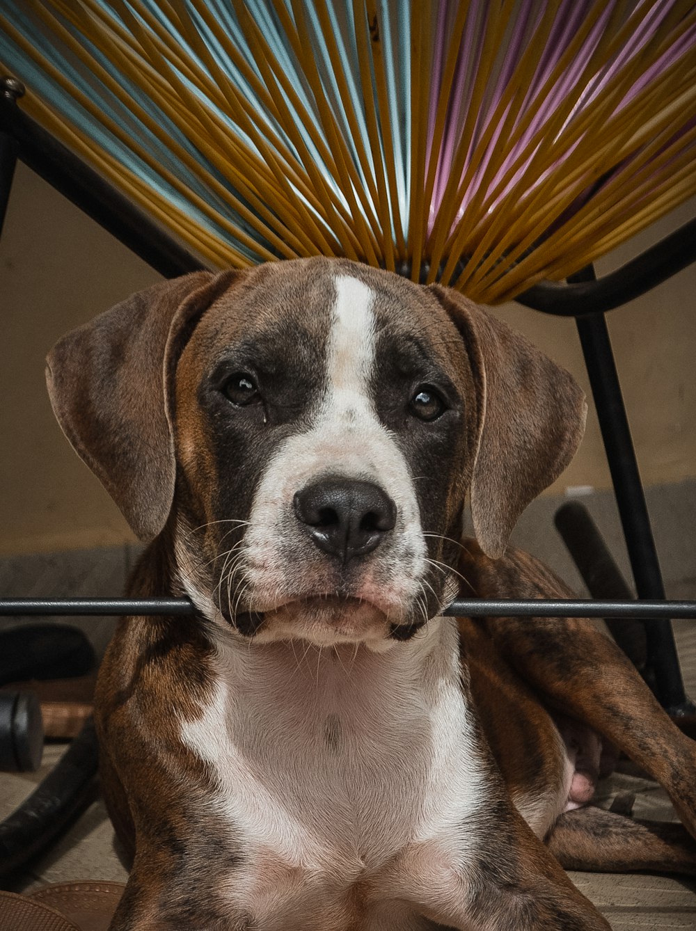 brown and white short coated dog