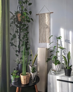 A variety of indoor plants are arranged on a small table and a cabinet. Several pots hold leafy green plants, with one tall plant placed in a woven basket. A macrame wall hanging decorates the light-colored wall, adding texture to the scene. Sunlight streams through a nearby window, casting soft shadows across the room.