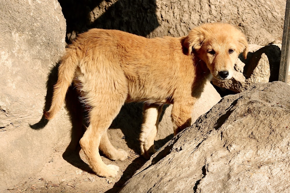 brown short coated dog on brown rock