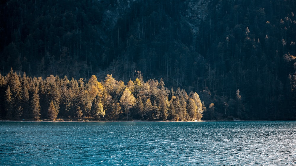 brown trees near body of water during daytime