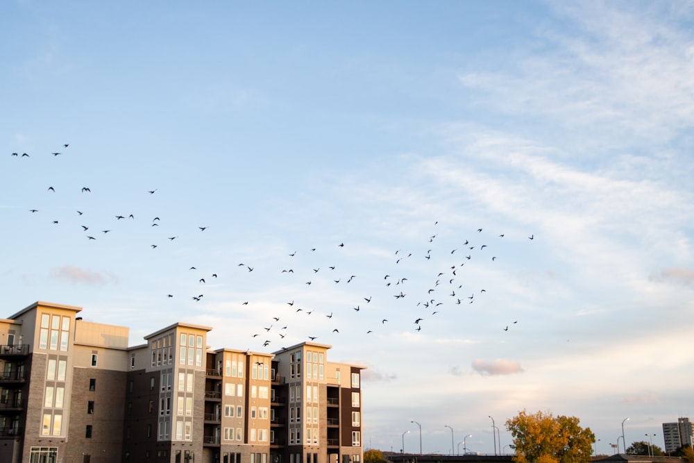 flock of birds flying over the city during daytime