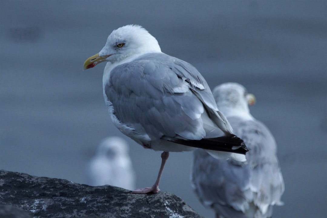 white and gray bird on black rock