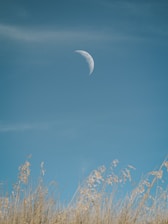 A serene Virgo symbol surrounded by nature elements like wheat and stars.