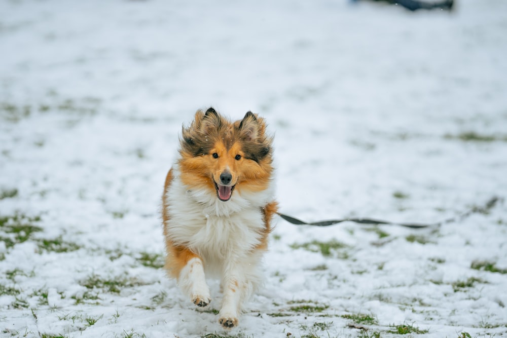 brown and white long coat dog on snow covered ground during daytime