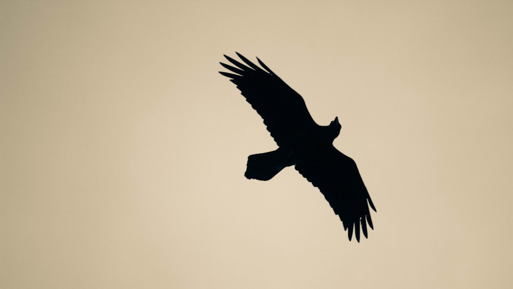 silhouette of bird flying under white sky during daytime