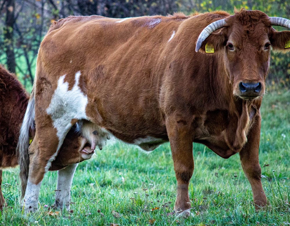 brown cow on green grass field during daytime