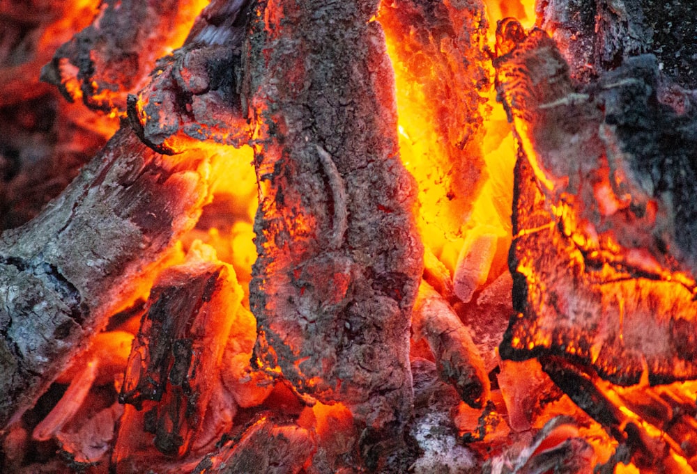 close up photo of burning wood