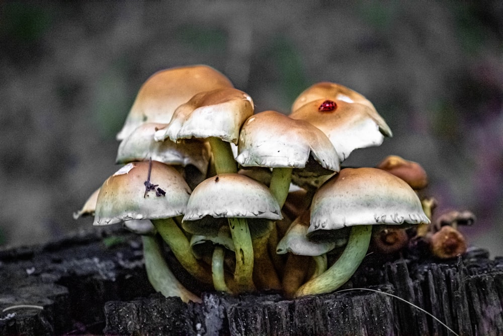 brown and white mushrooms on tree trunk