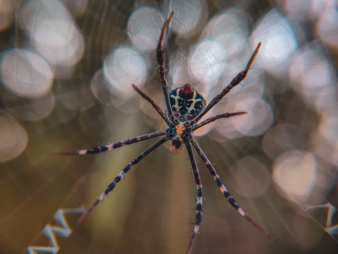 orange and black spider on web in close up photography during daytime