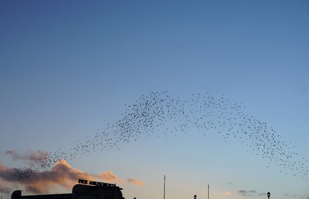 flock of birds flying over the building during daytime