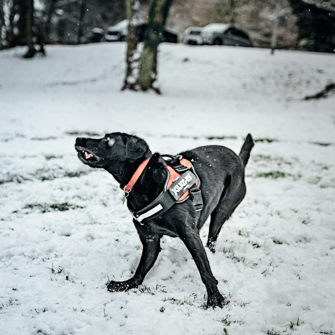 black labrador retriever running on snow covered ground during daytime