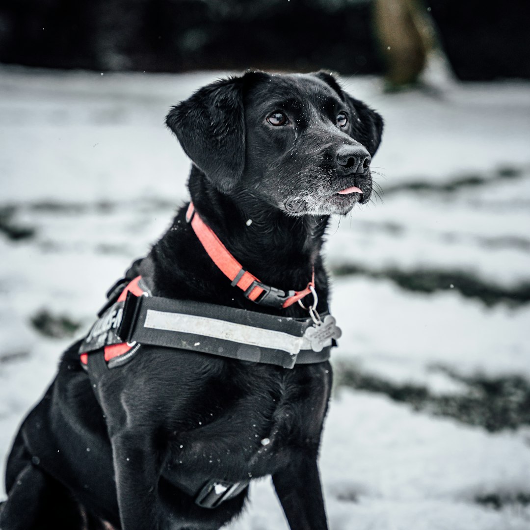 black labrador retriever with red leash