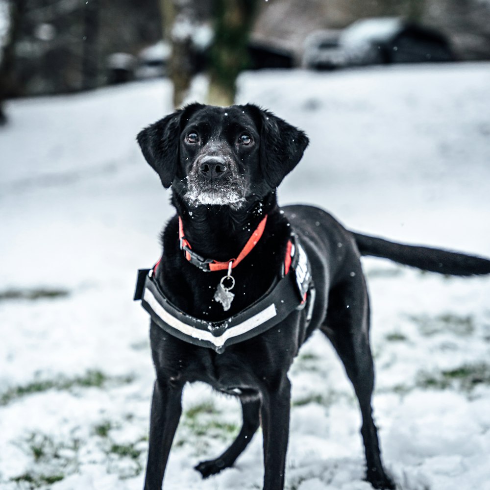 black labrador retriever on snow covered ground during daytime