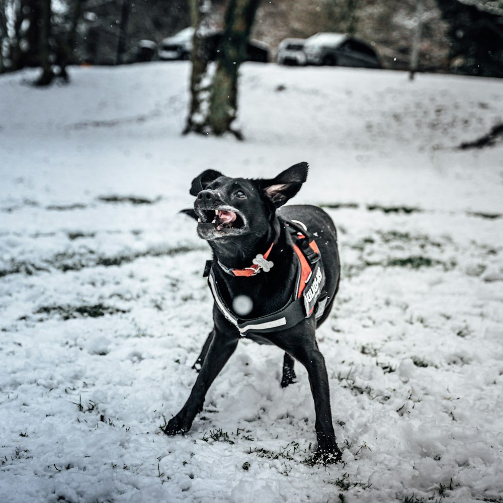 black short coat dog running on snow covered ground during daytime