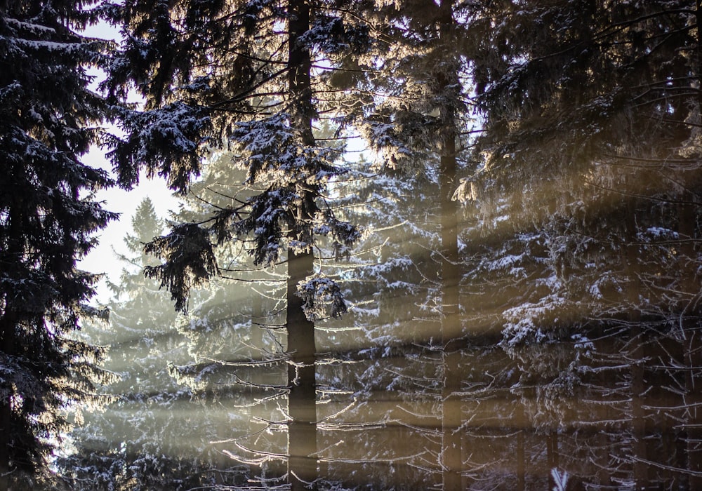 green trees on forest during daytime