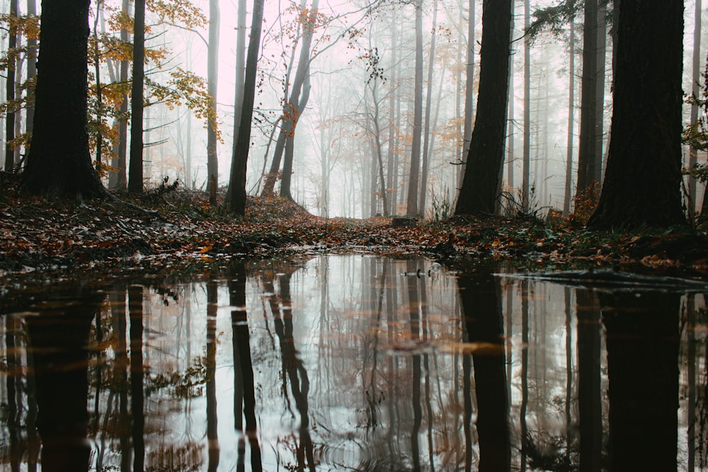 brown trees on body of water during daytime