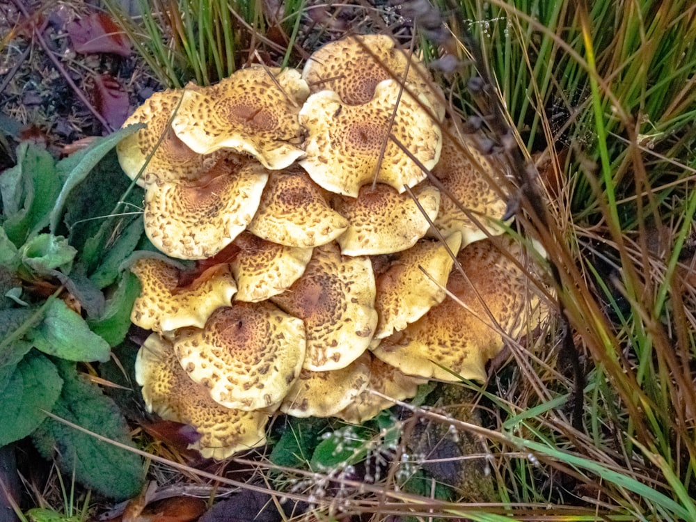 Brauner Pilz auf grünem Gras