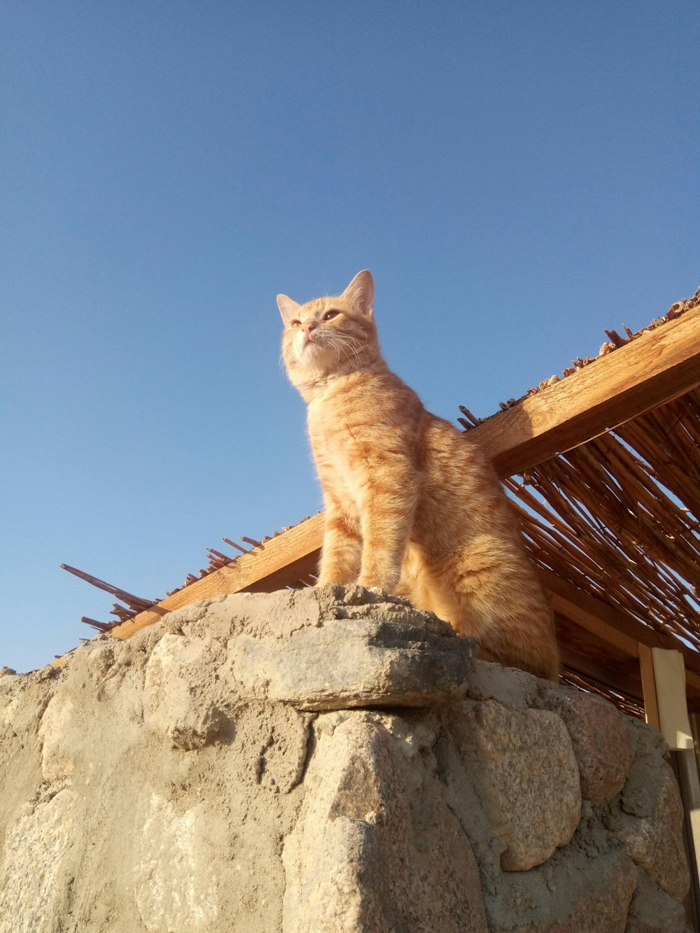 낮 동안 회색 콘크리트 벽에 주황색 얼룩 고양이