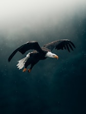 black and white eagle flying