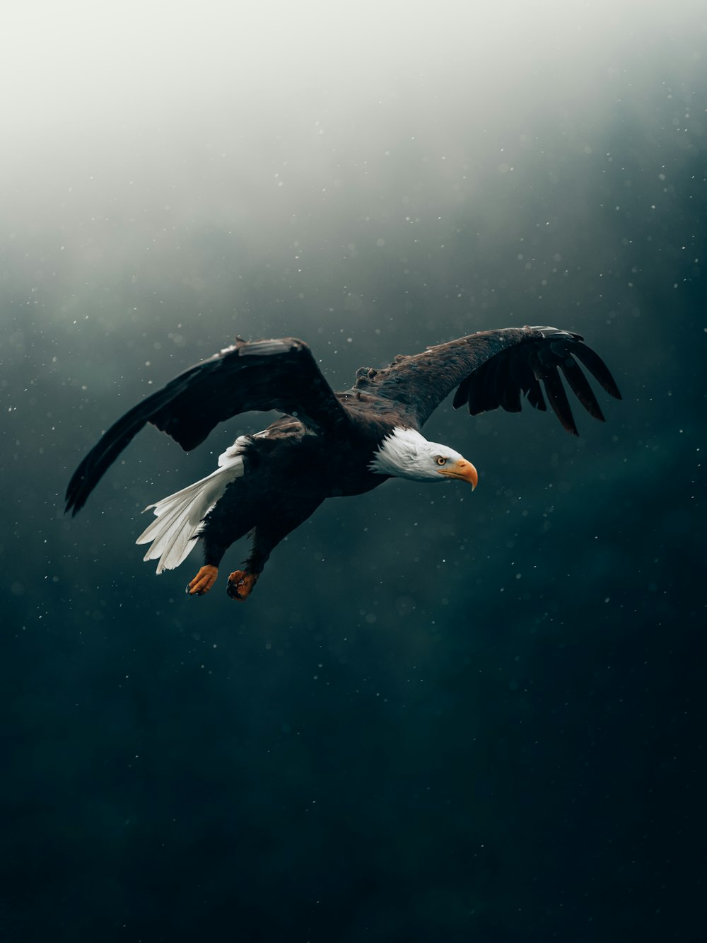 black and white eagle flying