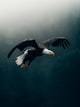 Riyadh Falconry Club club logo