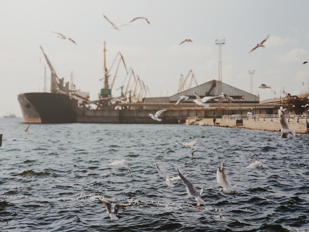 flock of white birds flying over the sea during daytime