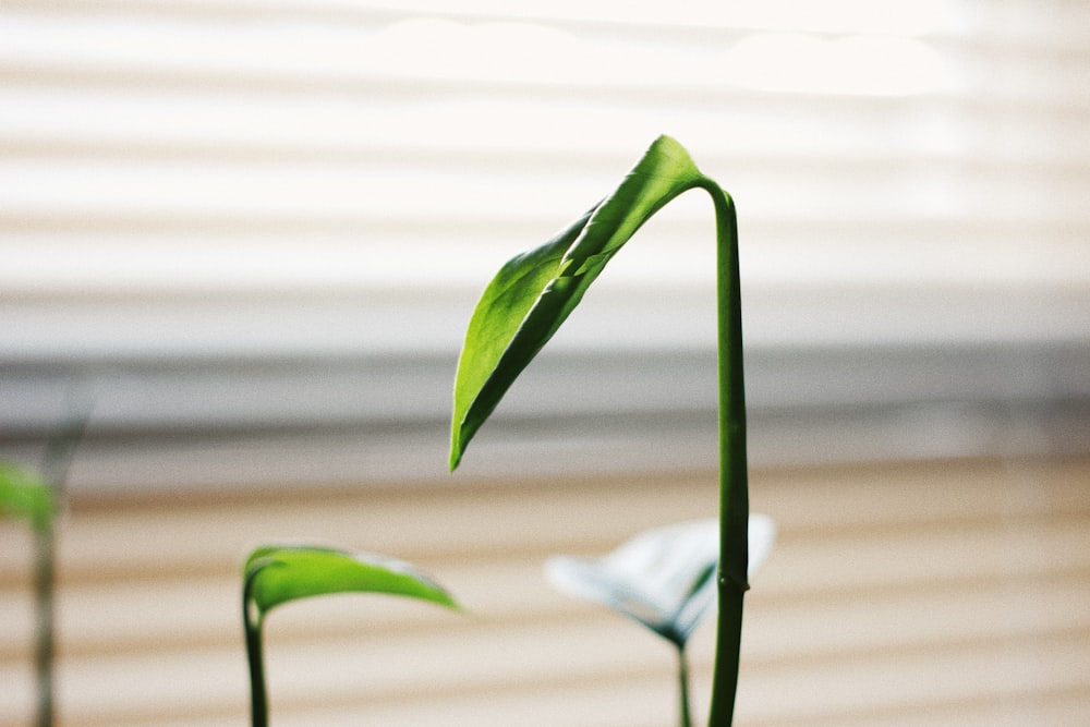 green plant in close up photography