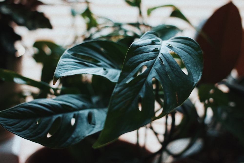 green leaves in close up photography