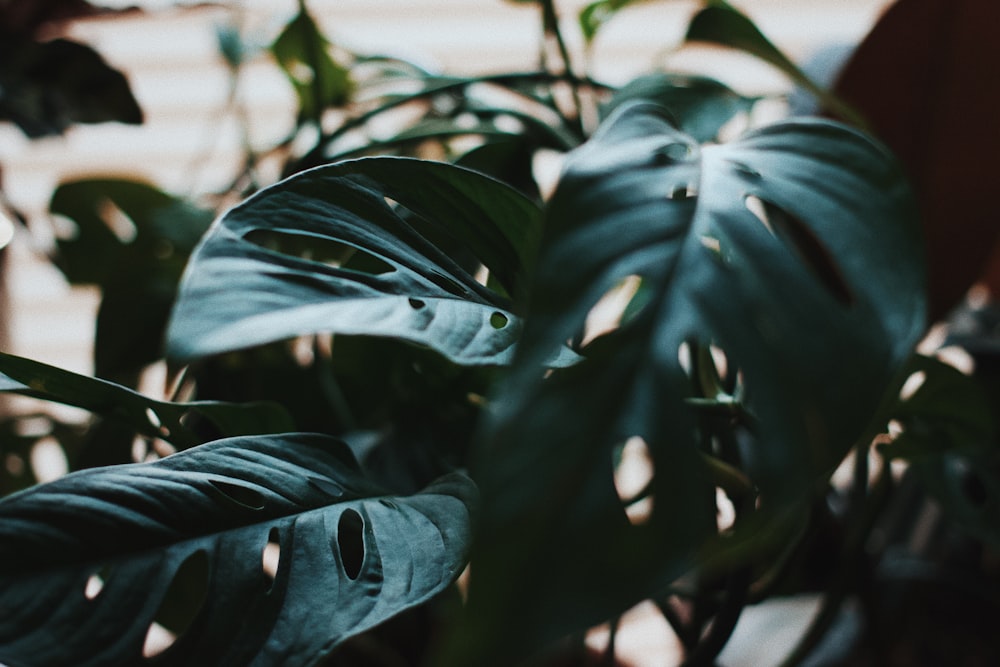 green leaves in close up photography