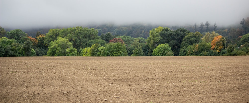 green trees on brown field during daytime