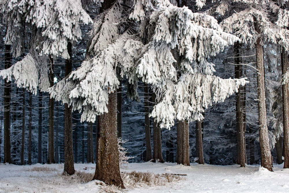 white trees on snow covered ground during daytime