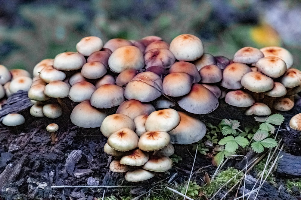 brown mushrooms on ground during daytime