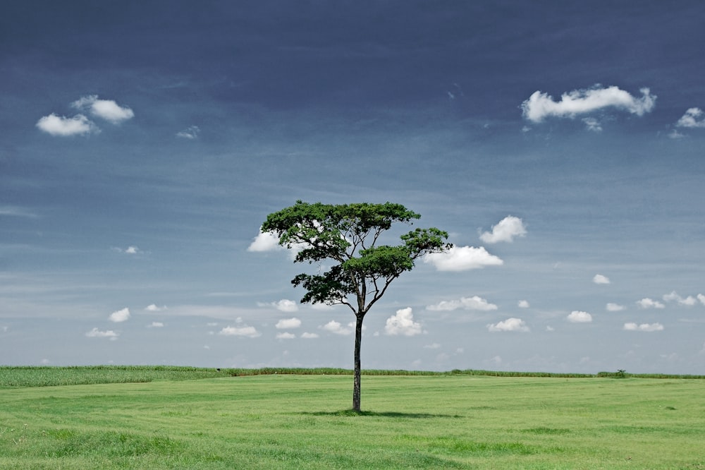 green tree on green grass field under white clouds and blue sky during daytime