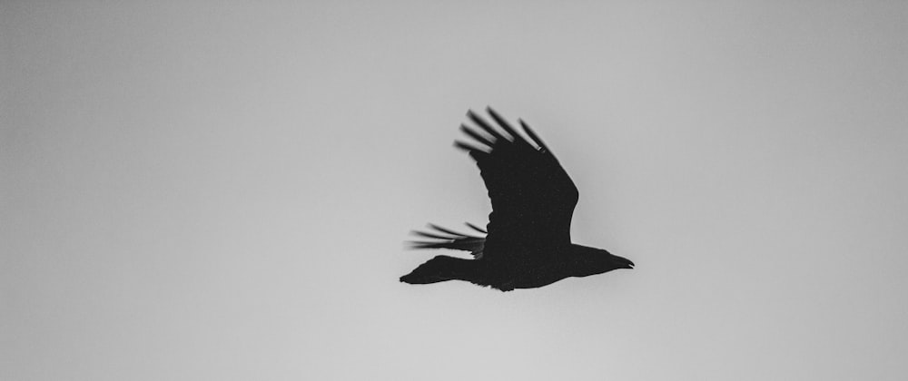 black bird flying in the sky