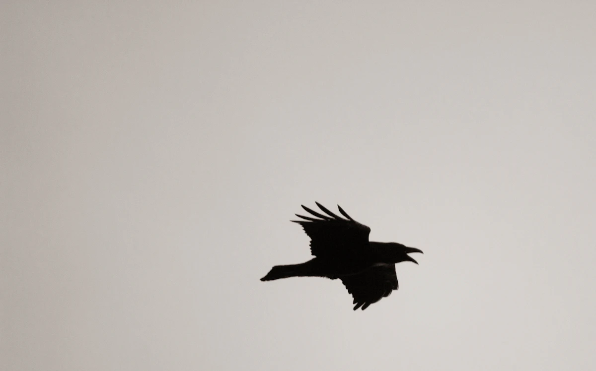 Flight of the Crow album cover