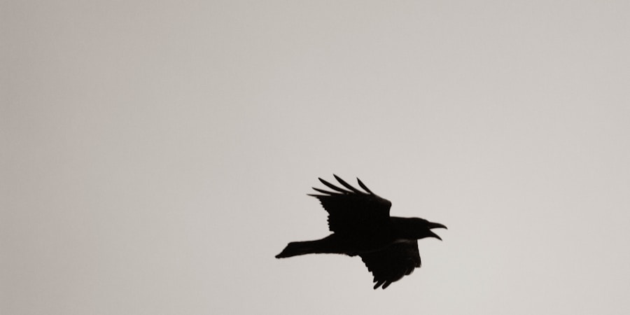 black bird flying in the sky