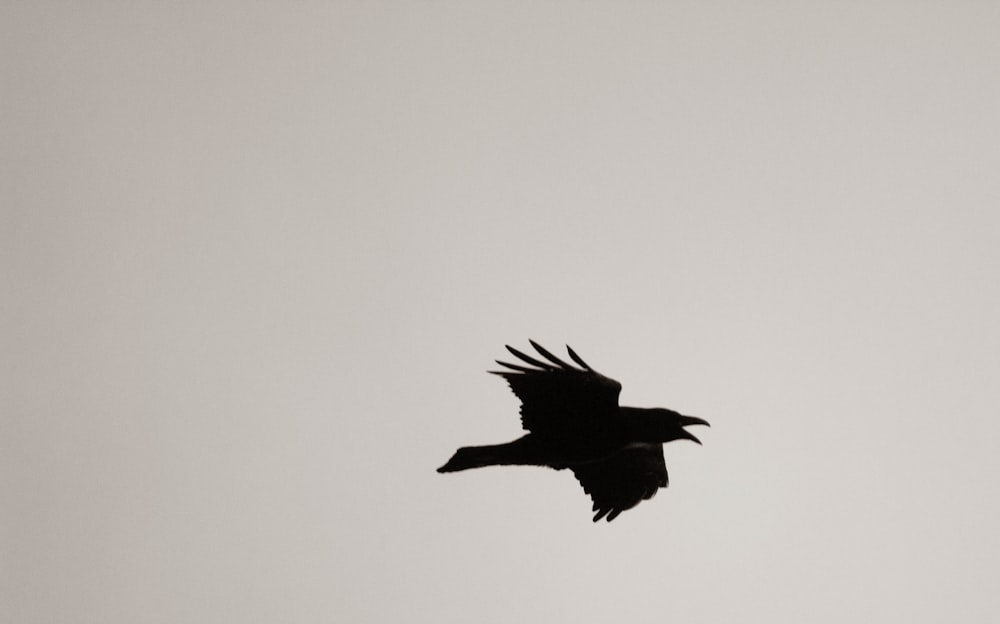 black bird flying in the sky