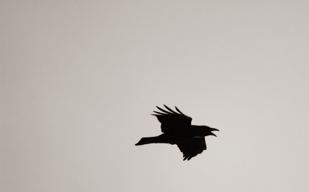 uccello nero che vola nel cielo