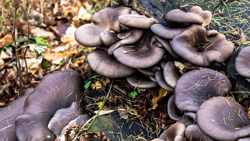 champignons bruns sur feuilles séchées brunes