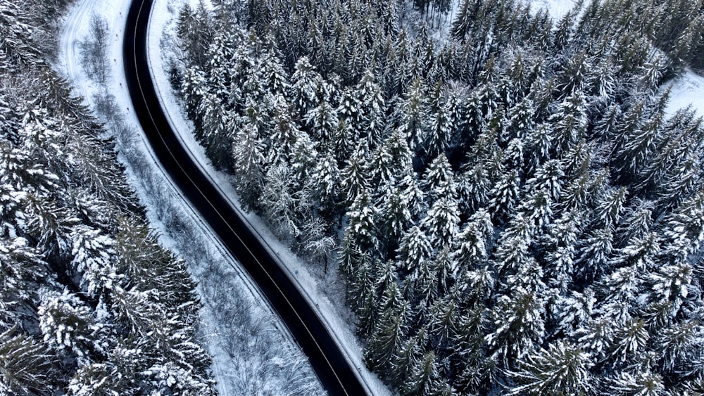 aerial view of road between trees