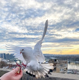 A white dove is in mid-flight, approaching a person's outstretched hand holding a small piece of food. The background features a cityscape with buildings and a river, under a sky filled with scattered clouds illuminated by the setting sun.