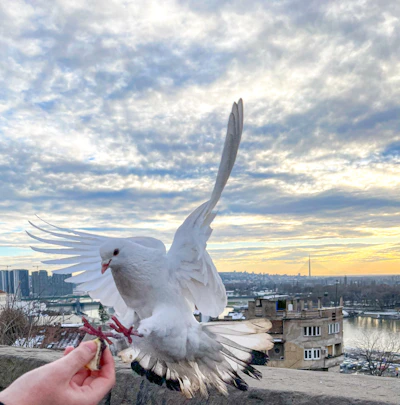 A close-up of hands releasing doves into the sky, representing peace and freedom.