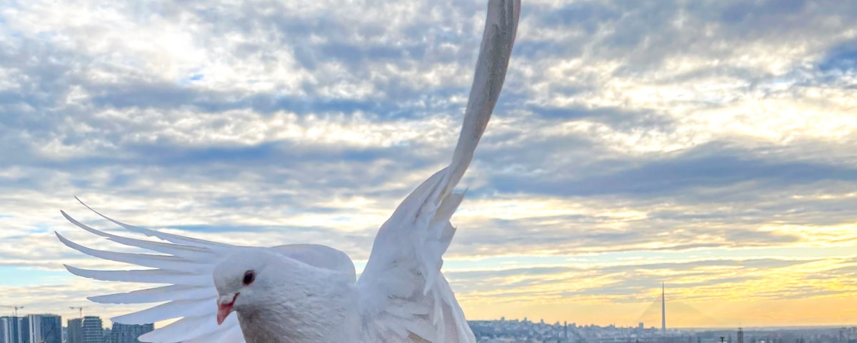 white bird on persons hand