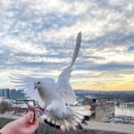 white bird on persons hand